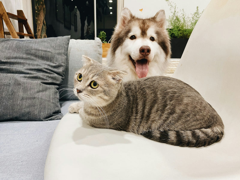 Gato y perro juntos